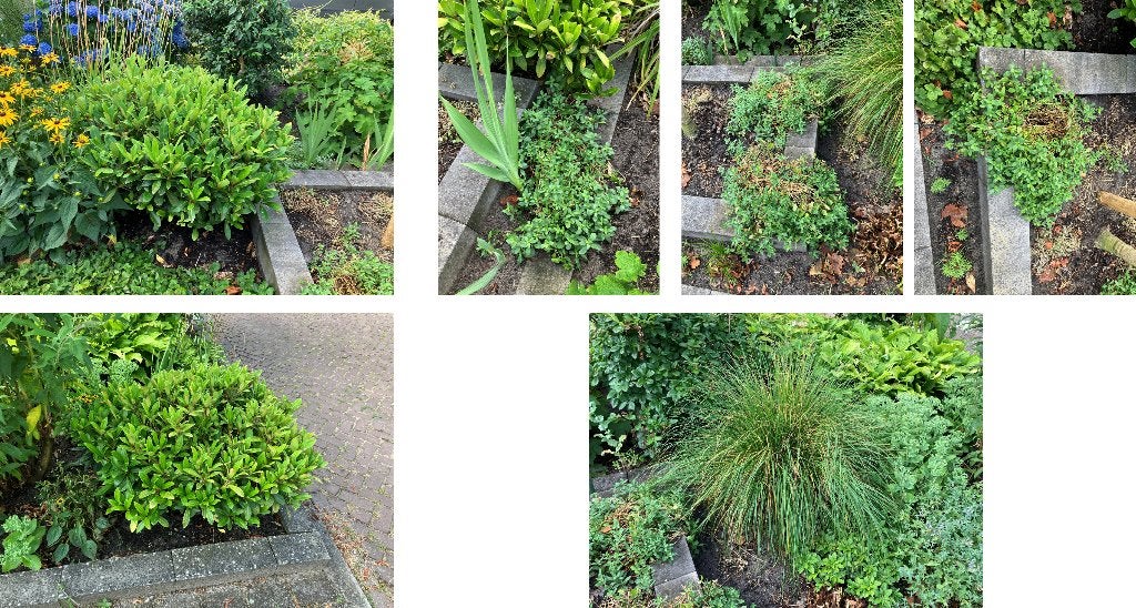 Diverse vaste tuinplanten, Ophalen, Vaste plant, Overige soorten, Halfschaduw