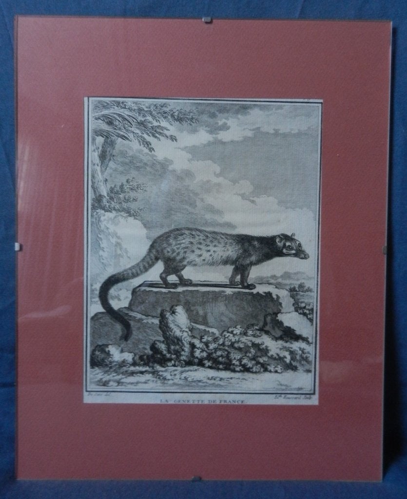 Gravure LA GENETTE DE FRANCE Haussard / Buffon ca 1780 19x15, Antiek en Kunst, Kunst | Etsen en Gravures, 19 cm, Ophalen of Verzenden
