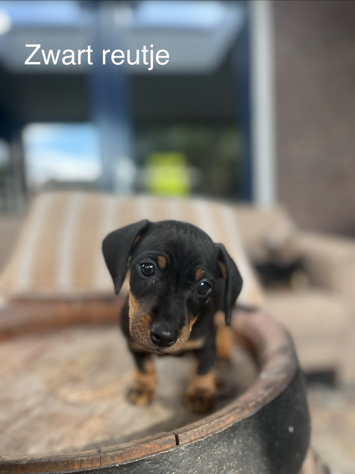 Puppy’s Jack Russel x Teckel, Dieren en Toebehoren, Standaard, 8 tot 15 weken, Korthaar, Meerdere