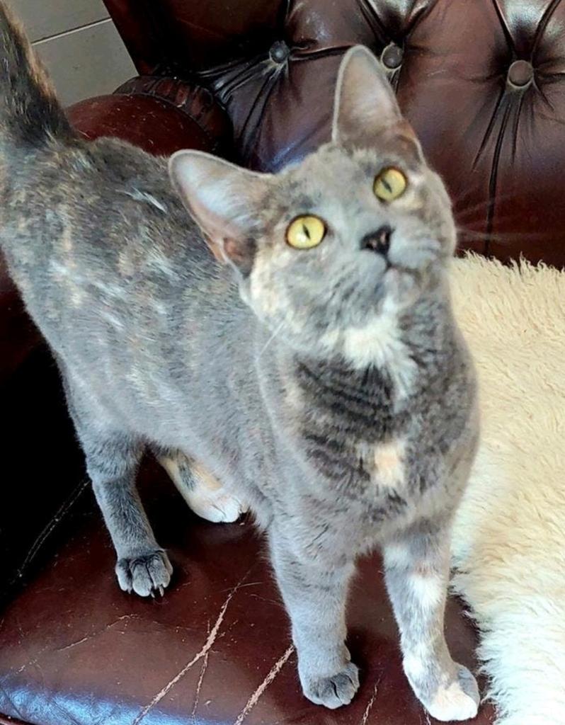 Knappe kat Aly (gesteriliseerd), Dieren en Toebehoren, Katten en Kittens | Overige Katten, Poes, Kortharig, 0 tot 2 jaar