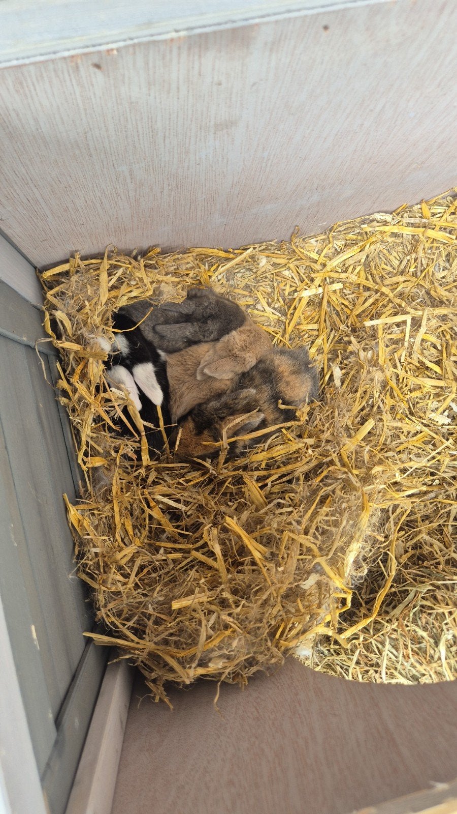 Baby konijntjes 1x gevacineerd nog 1 voedster, Juni, Meerdere dieren, Overige typen, Tam