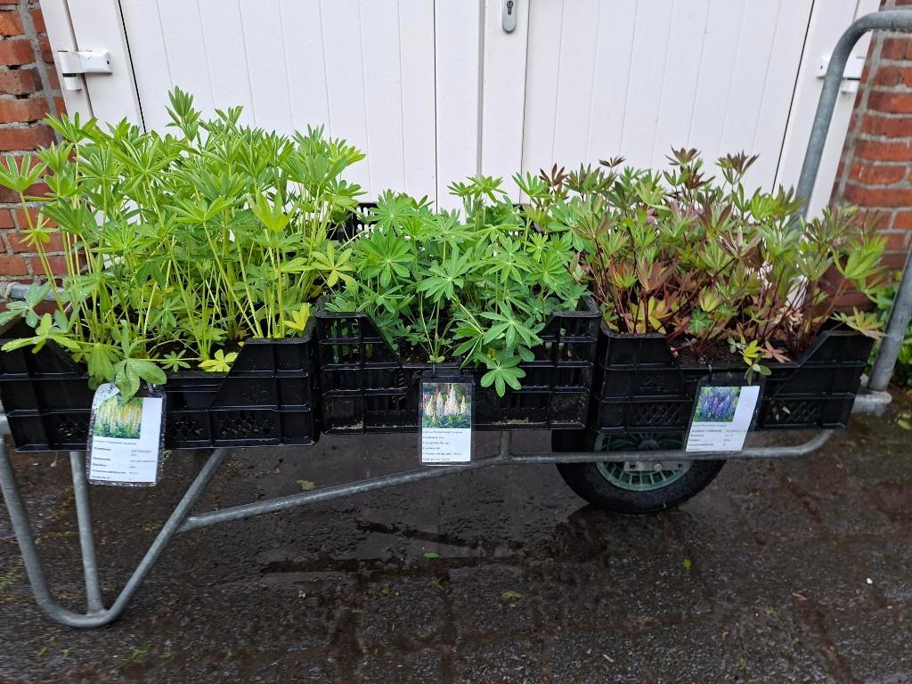 Mooie soorten Lupinus (Lupine) in pot!, Tuin en Terras, Planten | Tuinplanten, Ophalen, Overige soorten, Volle zon