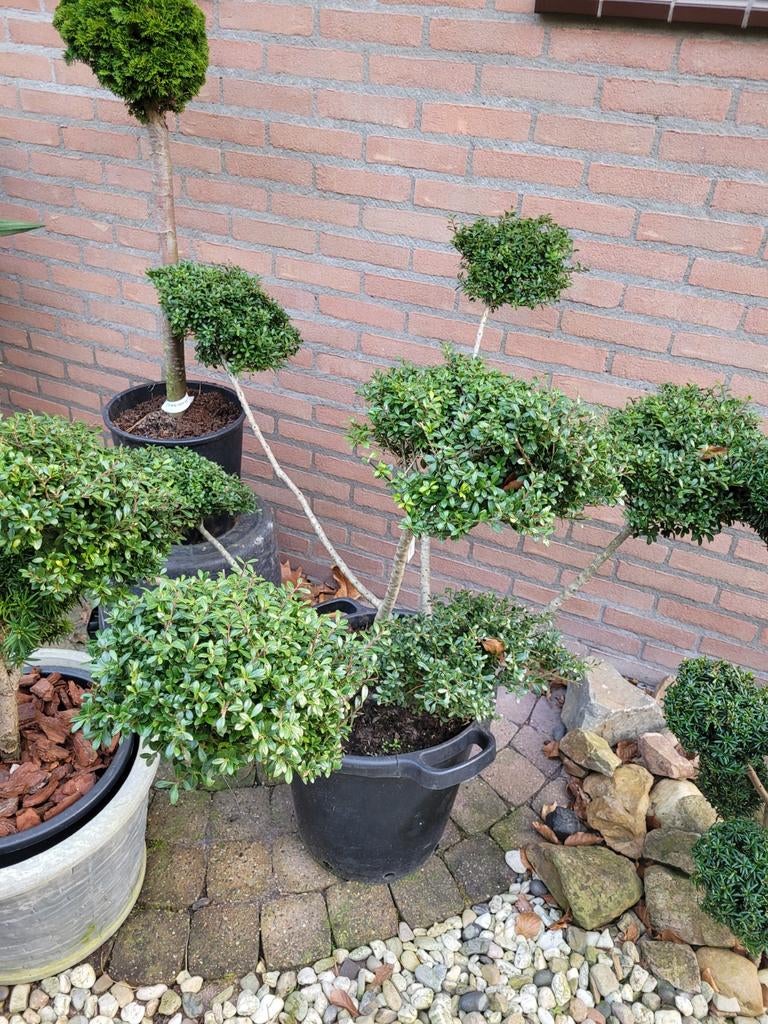 Super mooie Ilex Crenata vormsnoei - 9 grote bollen, Tuin en Terras, Planten | Tuinplanten, Vaste plant, Bloeit niet, Halfschaduw