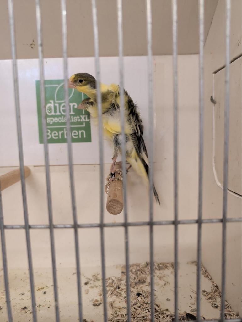 Koppel Zuid Hollandse frisee kanaries, Dieren en Toebehoren, Vogels | Kanaries, Meerdere dieren, Kleurkanarie