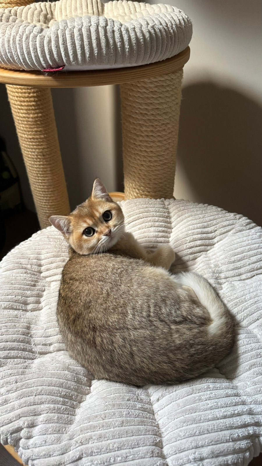 Brits korthaar poesje black golden shaded, Dieren en Toebehoren, Katten en Kittens | Raskatten | Korthaar, Poes, Met stamboom