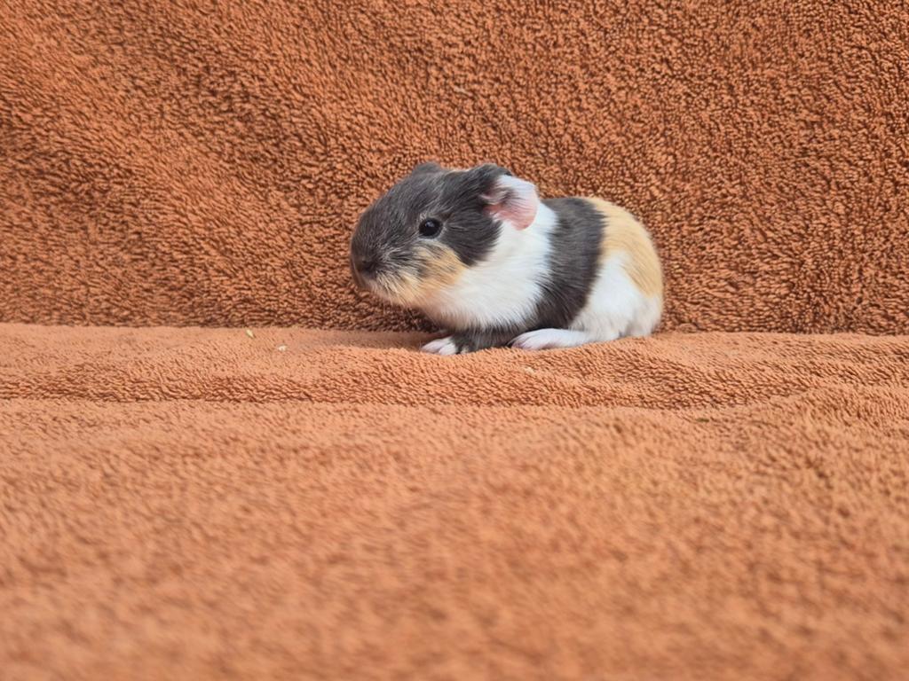 Blauw champagne wit sheltie beertje grijs antraciet zeldzaam, Dieren en Toebehoren, Cavia, Mannelijk, Mei, Tam