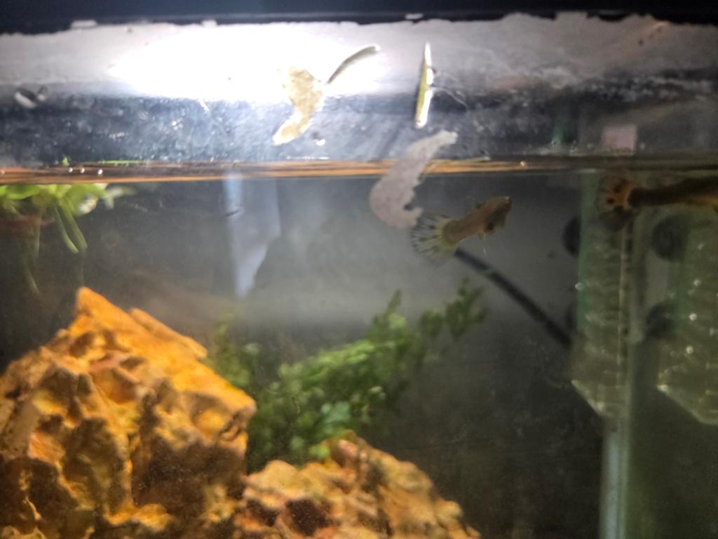 Gratis 2 guppies ., Vis, Zoetwatervis, Schoolvis