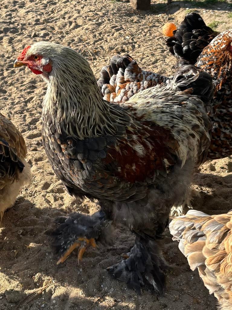 Brahma - grote jonge haan, Dieren en Toebehoren, Pluimvee, Mannelijk, Kip