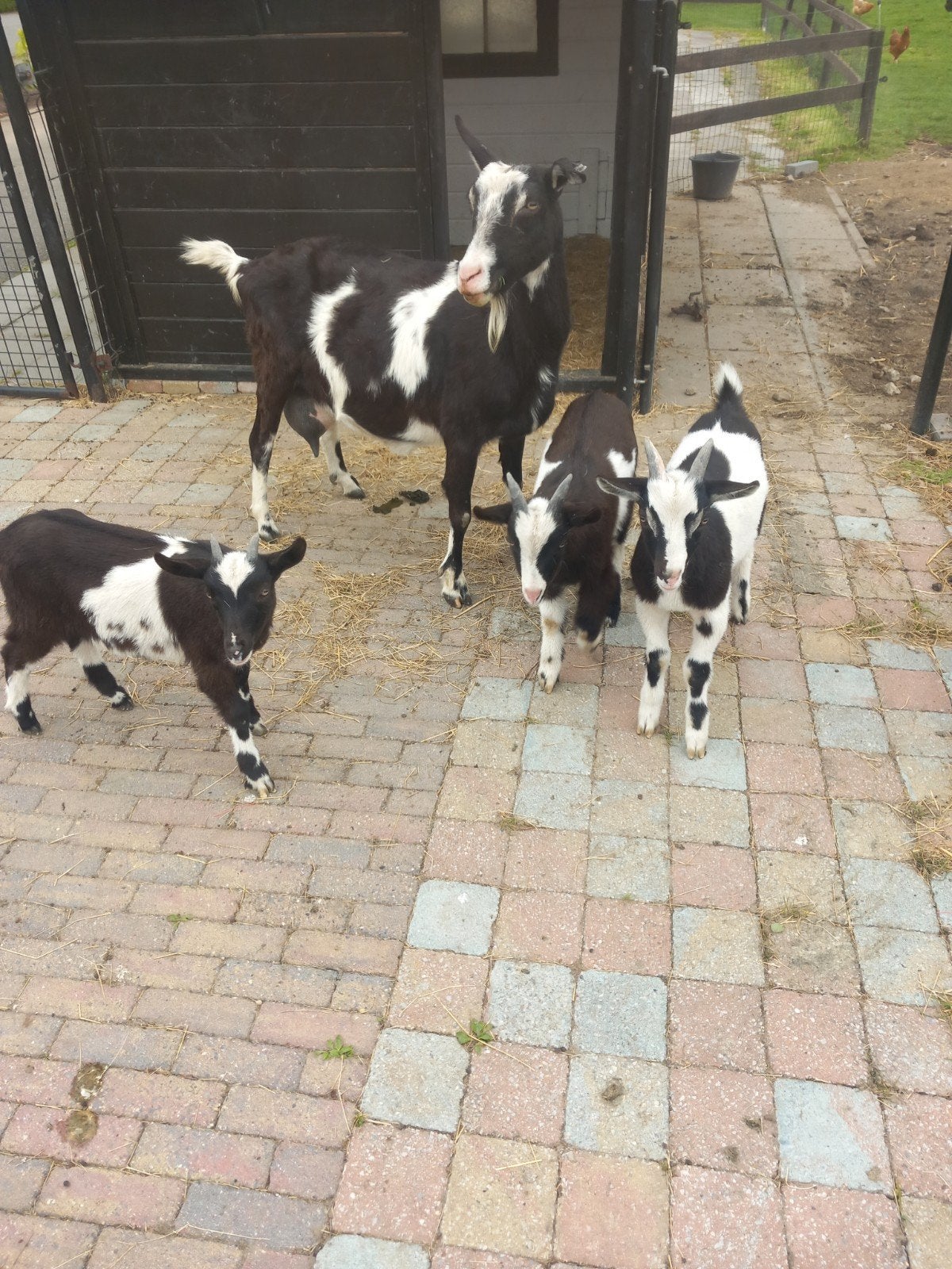Lieve zwartbonte geit met lammeren, Dieren en Toebehoren, Schapen, Geiten en Varkens, Vrouwelijk, Geit