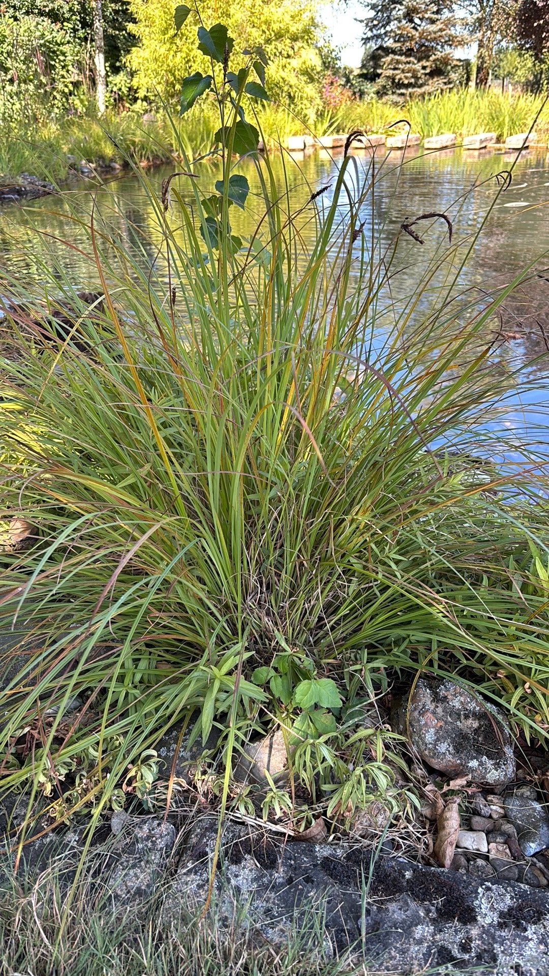 Vijverplant siergras pollen, Tuin en Terras, Planten | Tuinplanten, Ophalen, Volle zon, Vaste plant, Siergrassen