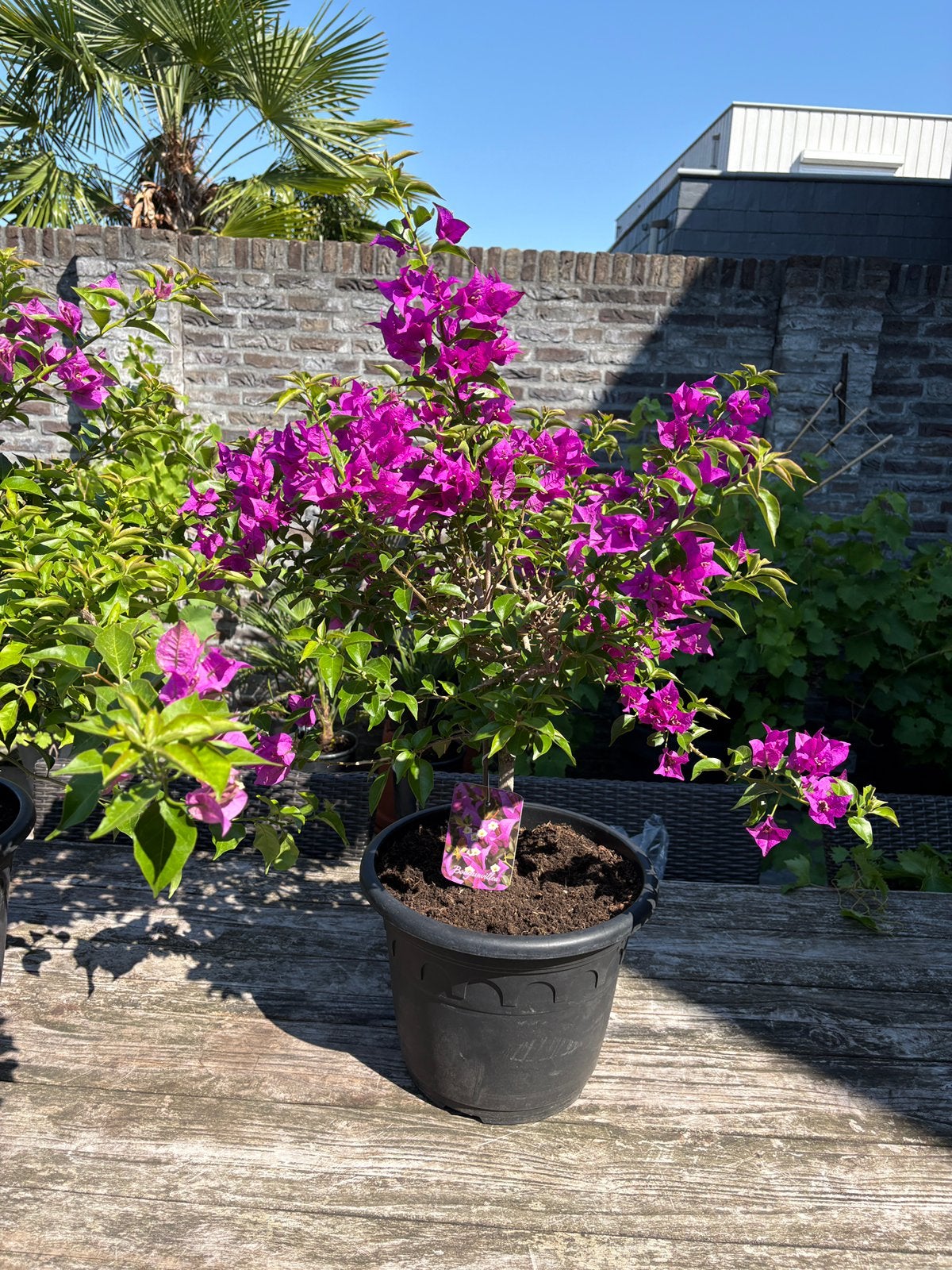 2 prachtige bougainvillea’s op stam aangeboden!!, Tuin en Terras, Volle zon, Vaste plant, Zomer, Ophalen