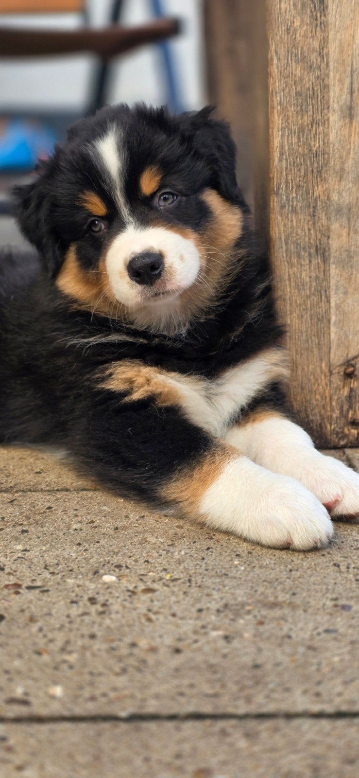 Australian Shepherd pups, nog 1 reu beschikbaar 🩵🩵, 8 tot 15 weken, Meerdere, Meerdere dieren, Herder