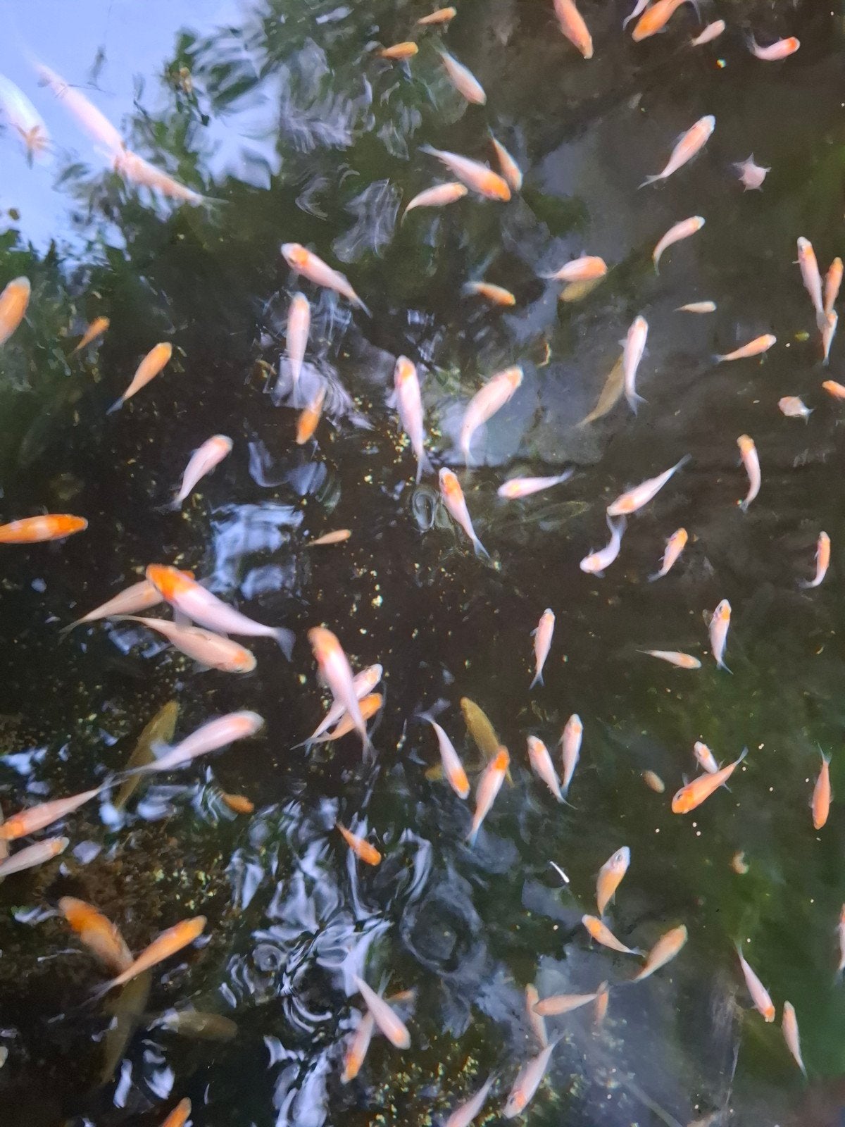 jonge koi, Karper of Koi