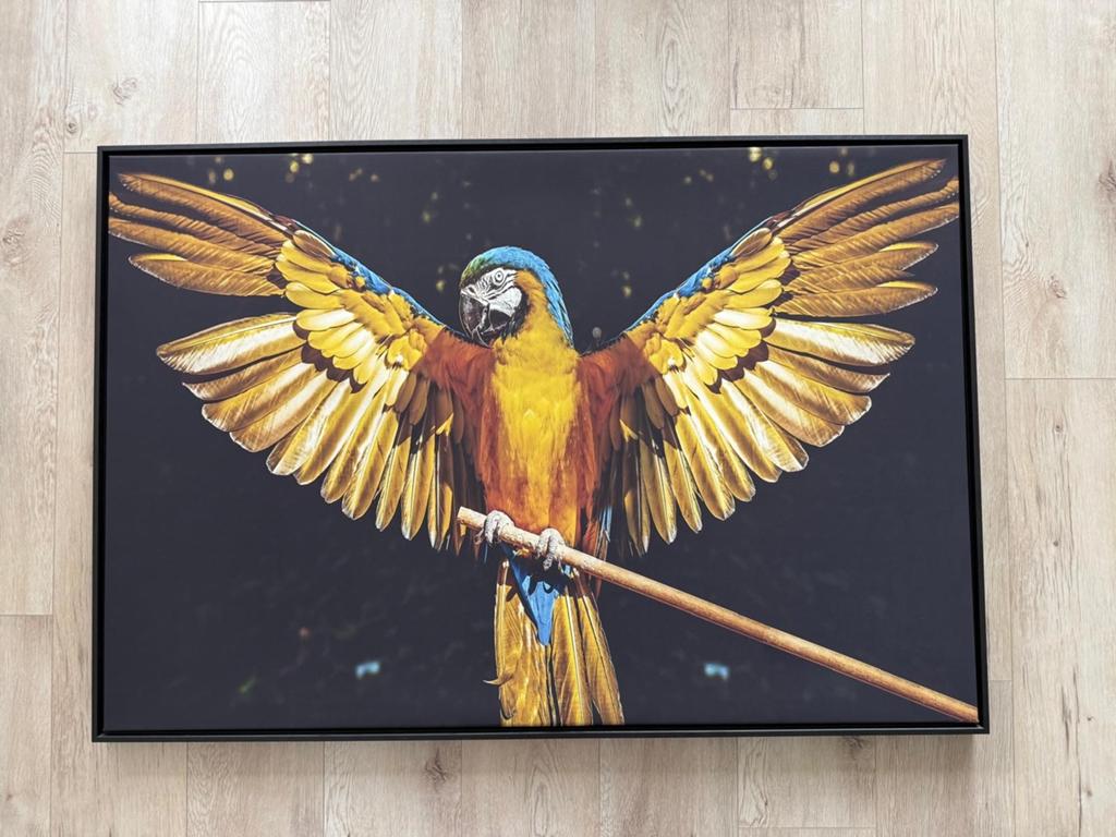 Papegaai foto op doek met zwarte houten lijst, Ophalen, 125 cm of meer, Zo goed als nieuw, Foto of Poster