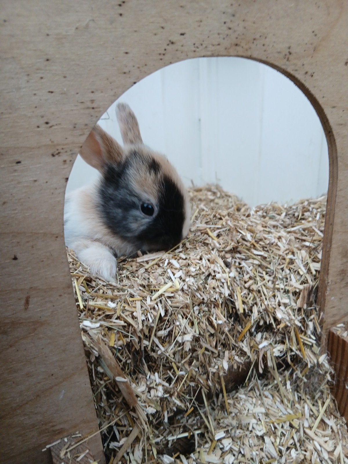 4 jonge konijntjes!, Dieren en Toebehoren, Vrouwelijk