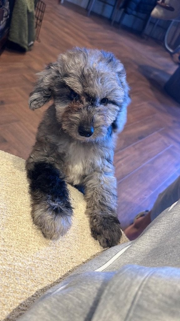 mini labradoodle pup, teefje, Overige rassen, 8 tot 15 weken, Teef, Eén hond