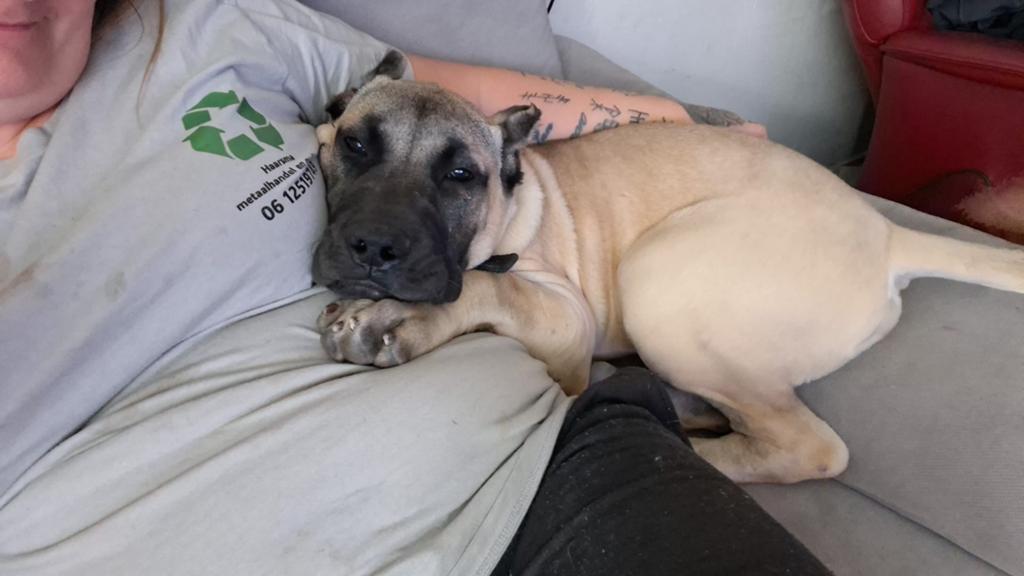 Presa canario, Dieren en Toebehoren, 15 weken tot 1 jaar, Parvo, Eén hond, Nederland