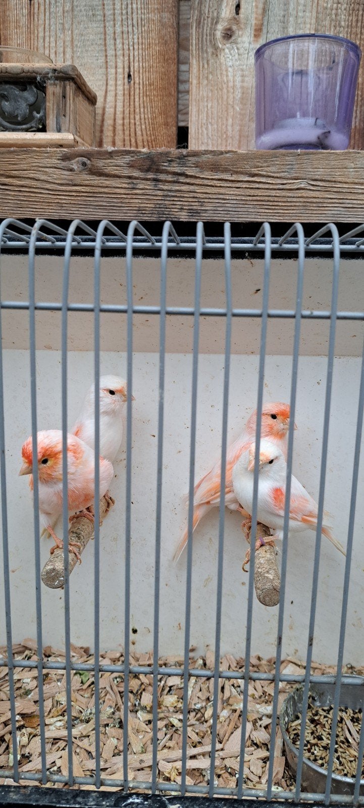 te koop kanaries koppels rood mozaïek 2025, Dieren en Toebehoren