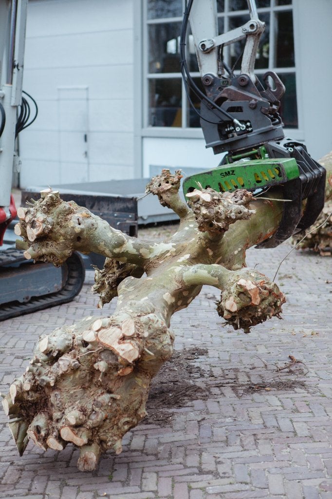 7 prachtige geknotte platanen met karakteristieke bast, Tuin en Terras, Planten | Bomen, Overige soorten, 400 cm of meer, Volledige schaduw