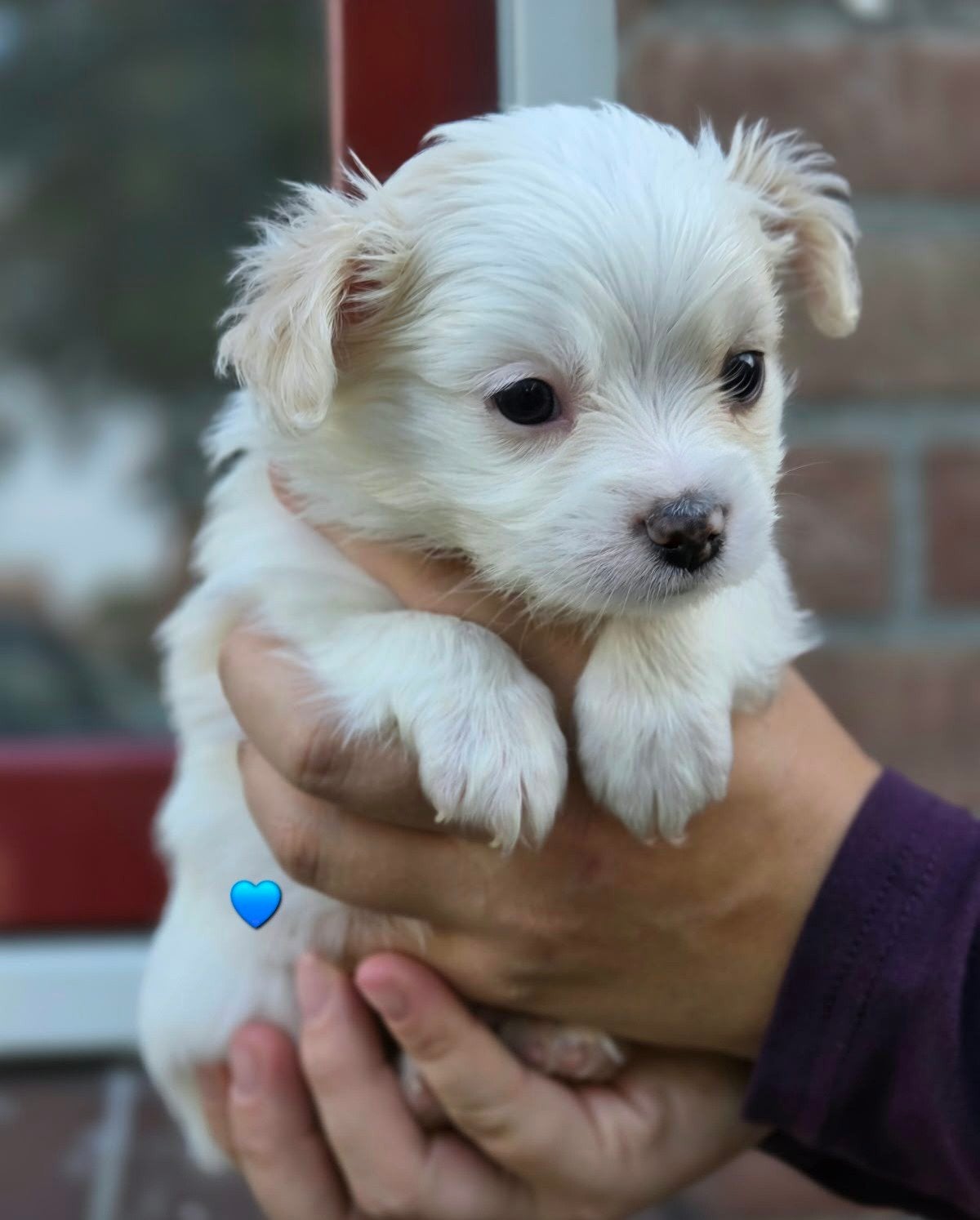 Prachtige Pomchi puppy's, Dieren en Toebehoren, Parvo, Overige rassen, 8 tot 15 weken, Meerdere