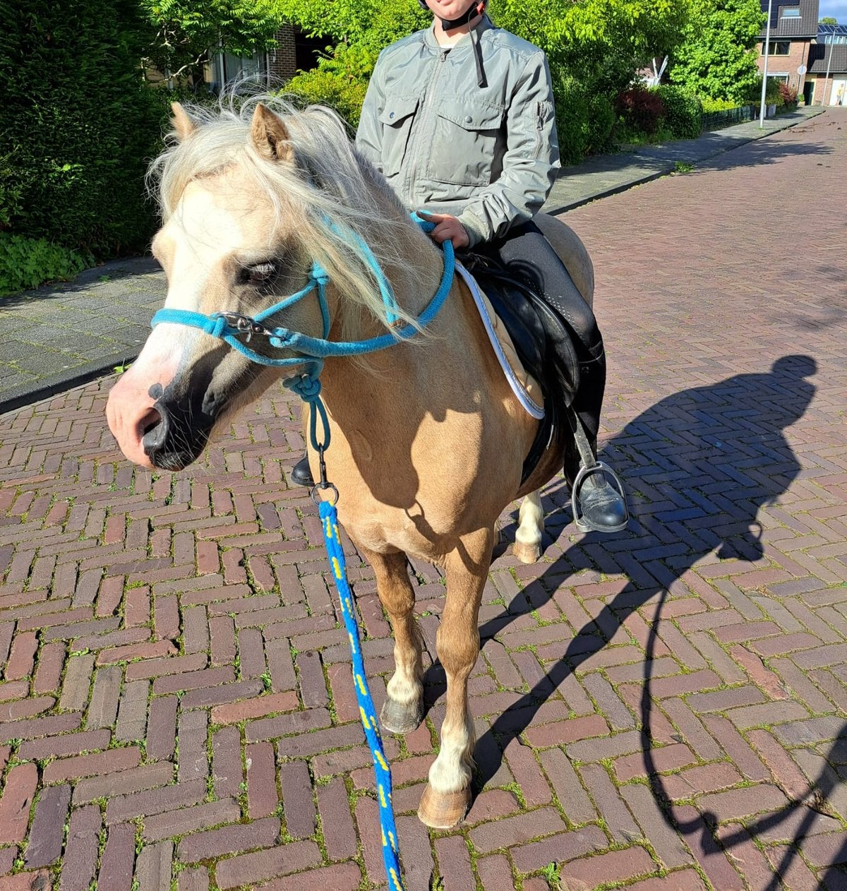 Welsh pony en 2 shetlanders, Dieren en Toebehoren, Pony's, Meerdere dieren, A pony (tot 1.17m), 3 tot 6 jaar
