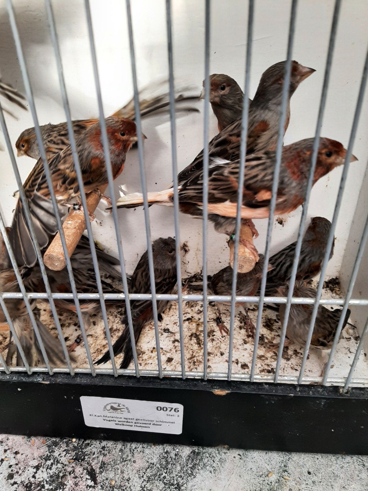 t.k 6 mooie poppen harlekijn kanaries donkerbont/wit agaat, Dieren en Toebehoren, Vrouwelijk, Kleurkanarie