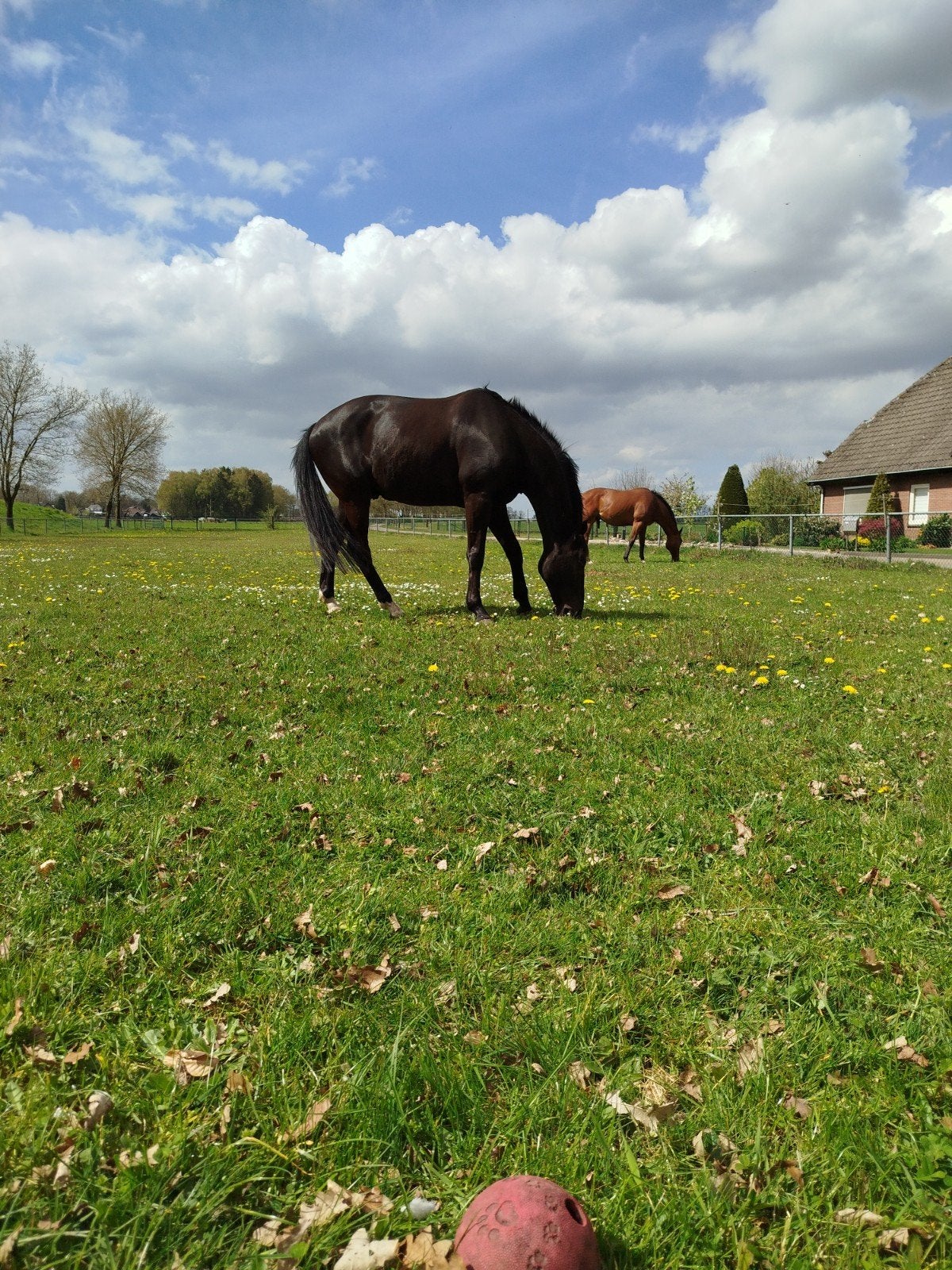 stal te huur, Dieren en Toebehoren