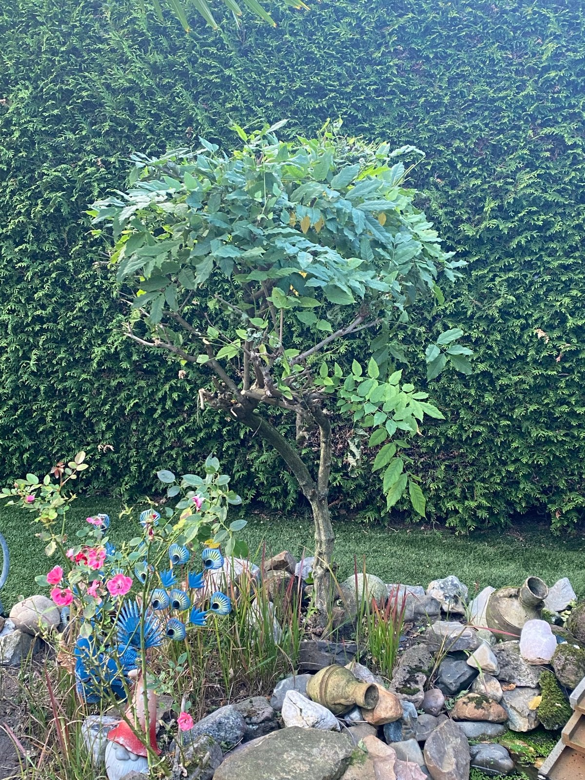 Blauweregen - Wisteria sinensis op stam, Tuin en Terras, Volle zon, Vaste plant, Zomer, Ophalen