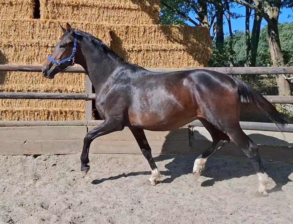 Brave talentvolle 3 jr KWPN ruin 1,72m(röntgen goed)inr mog, Met stamboom, Ruin, Dressuurpaard, 3 tot 6 jaar