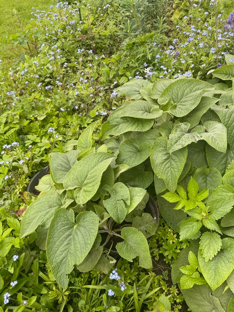 5x Volgroeide Phlomis stekken - Etagebloem, Tuin en Terras, Planten | Tuinplanten, Volle zon, Vaste plant, Zomer, Ophalen