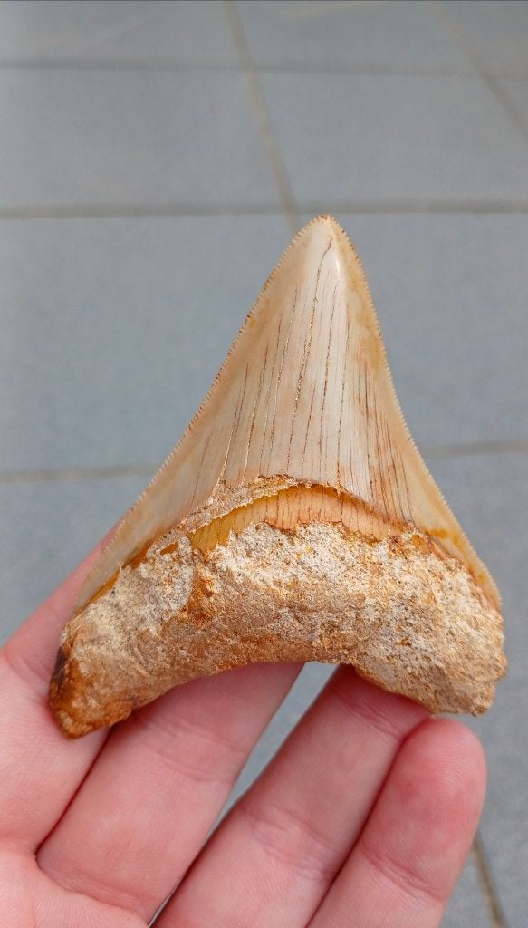 Megalodon haaientand uit Indonesië fossielen haai, Verzamelen, Ophalen of Verzenden, Fossiel