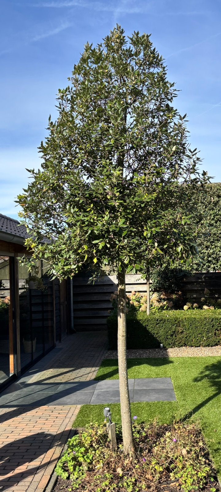 Steeneik / Quercus ilex, Ophalen