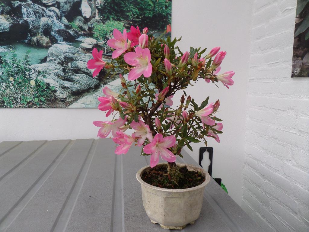 Satsuki Azalea Momoka Bonsai, Halfschaduw, Overige soorten, Lente, Minder dan 100 cm