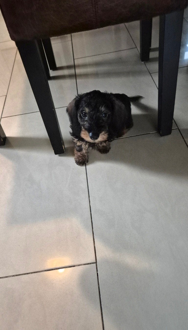 kleine ruwhaar dwerg/kaninchen teckel pup. teefje., CDV (hondenziekte), 8 tot 15 weken, Teef, Meerdere