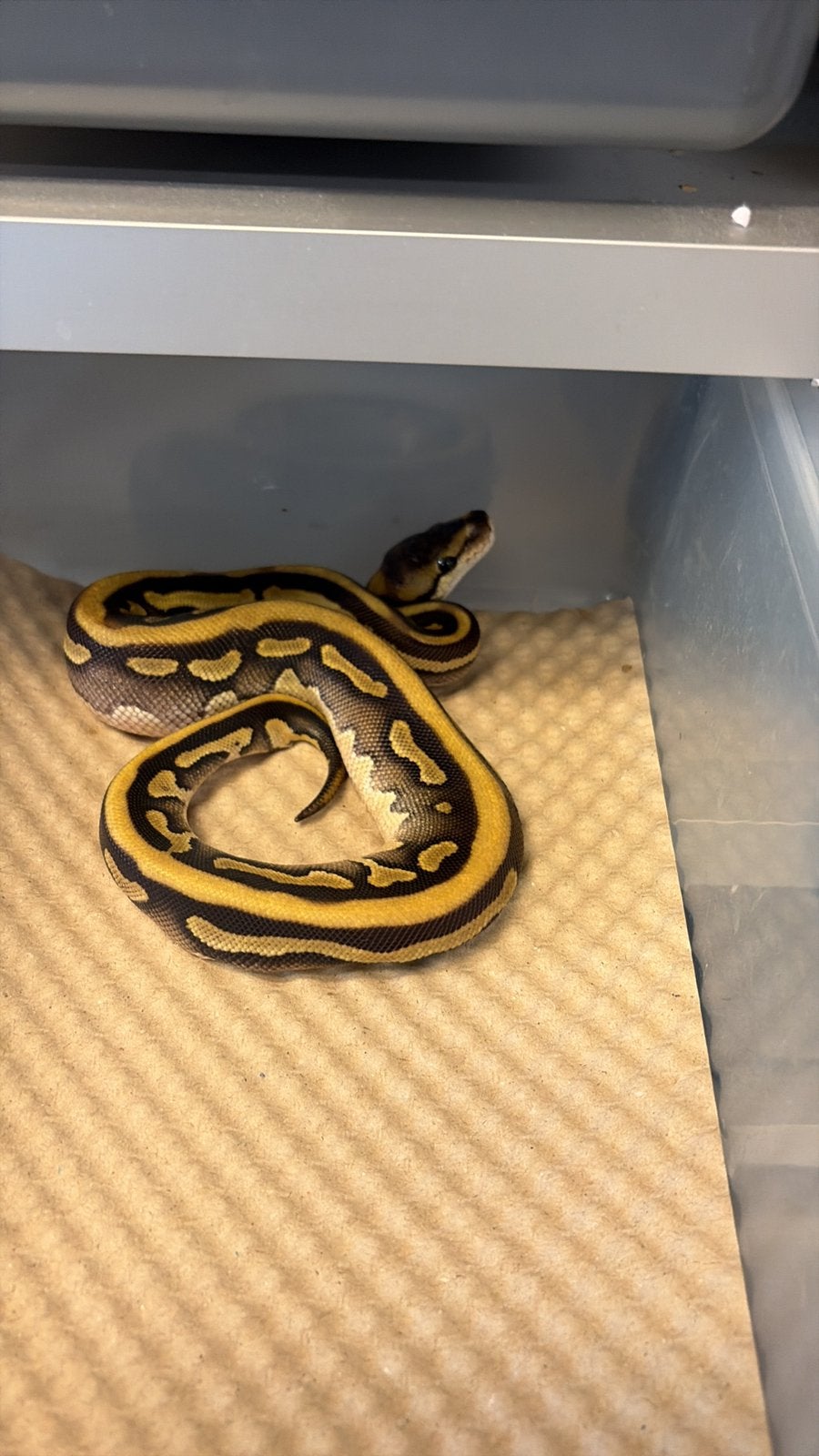 Python regius puzzle Ball Python photo 4