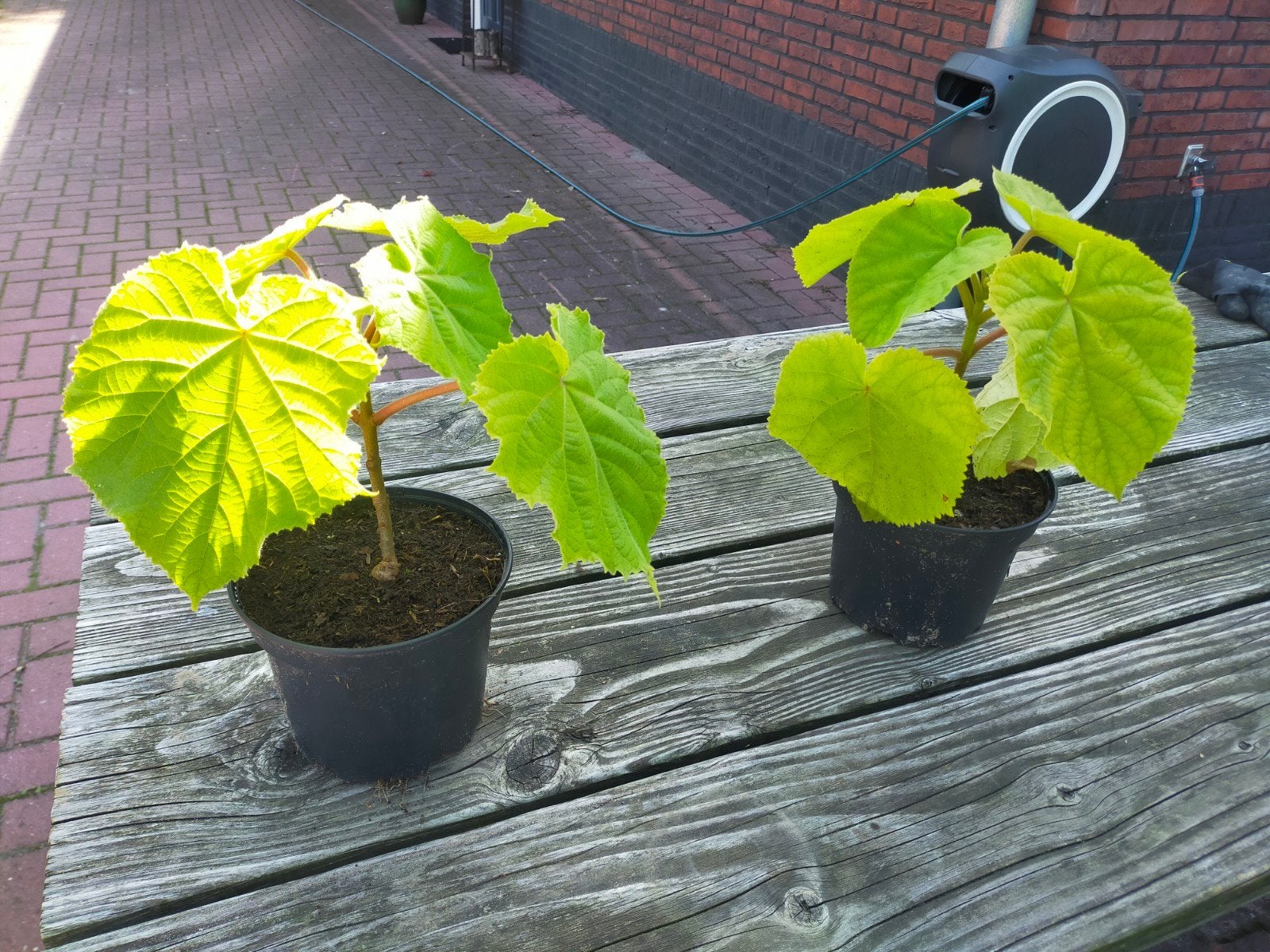 Pauwlonia Tomentosa - Jonge boompjes (6 stuks), Tuin en Terras, Overige soorten, Lente, Minder dan 100 cm, Ophalen