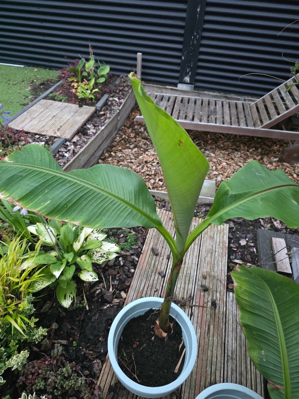 Musa Basjoo diverse maten, Ophalen, Volle zon, Overige soorten, 100 tot 250 cm