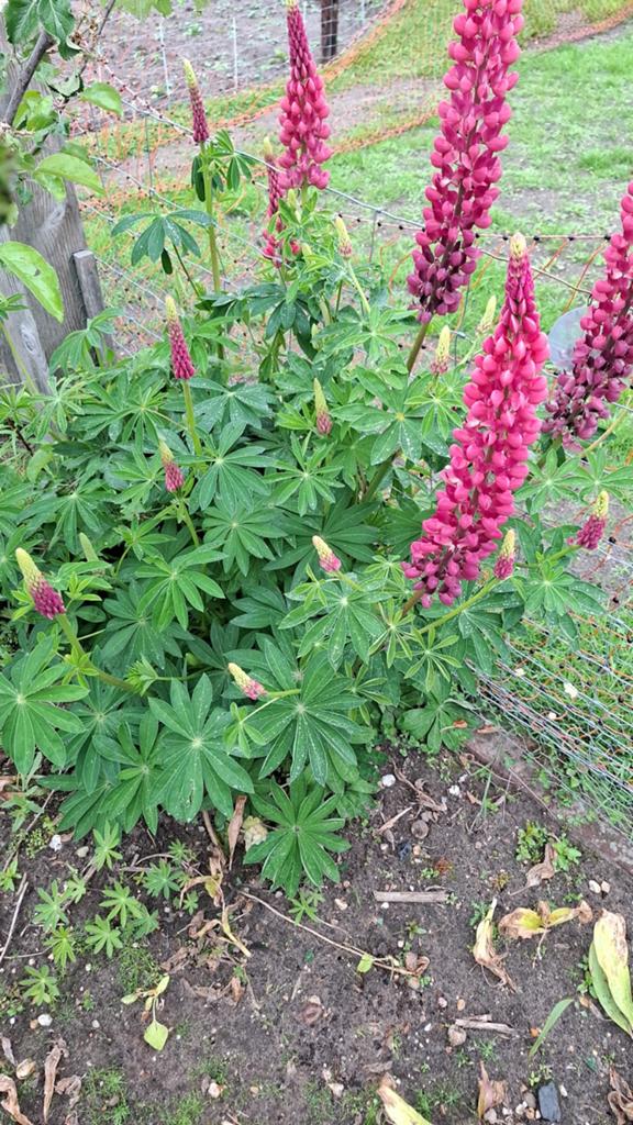 Lupine plantjes, Tuin en Terras, Planten | Tuinplanten, Ophalen, Overige soorten, Volle zon