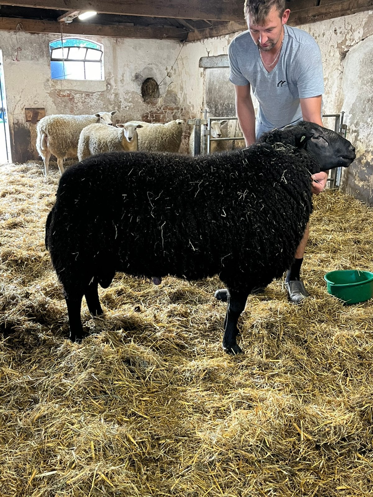 Swifter dekram, Mannelijk, Schaap