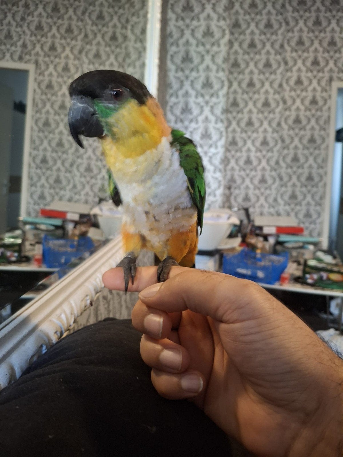 Tamme zwartkop caique, man met DNA certificaat, Mannelijk, Papegaai, Geringd