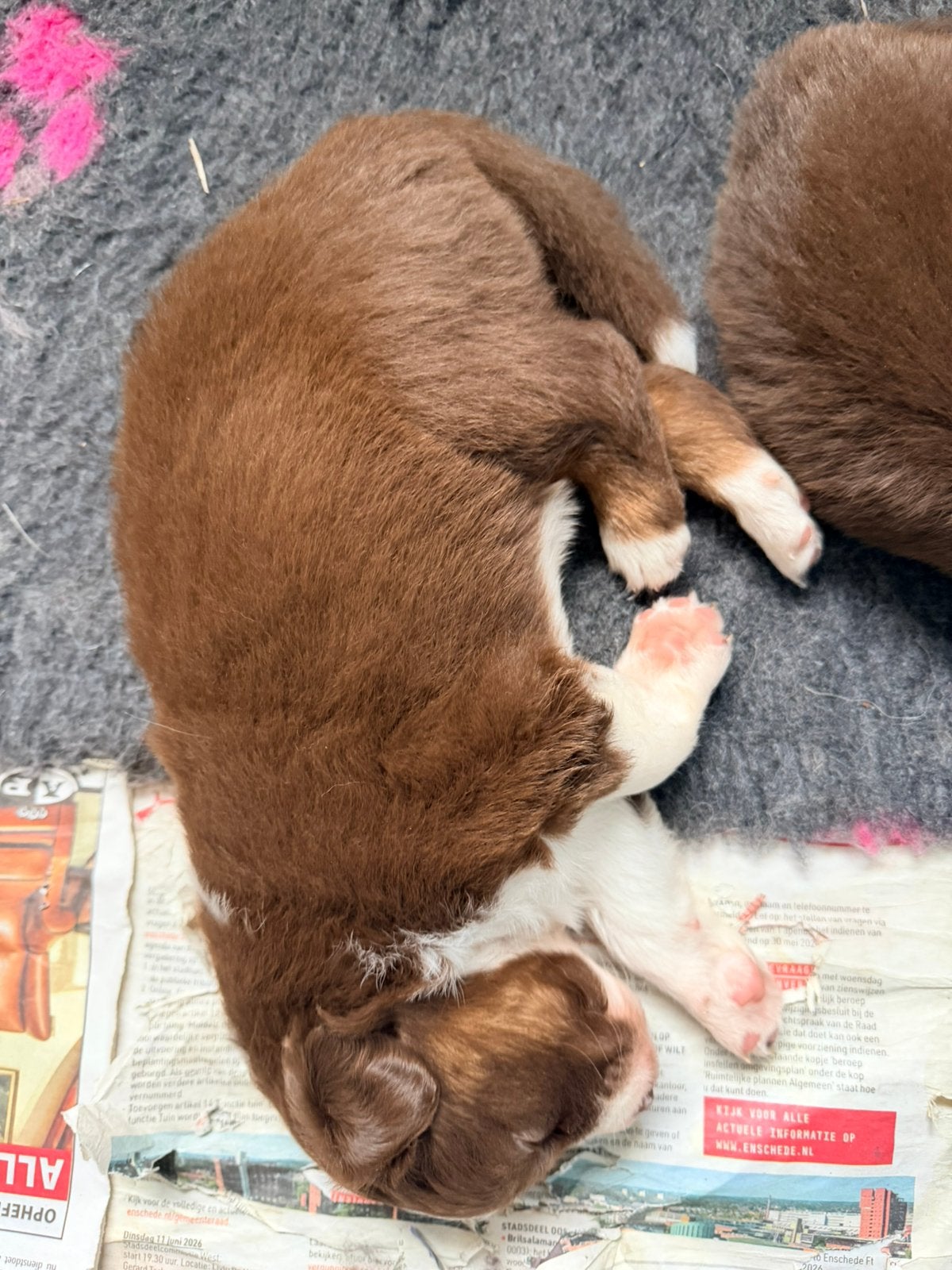 Mooie australian shepherd pups, Dieren en Toebehoren, Parvo, 8 tot 15 weken, Meerdere, Meerdere dieren