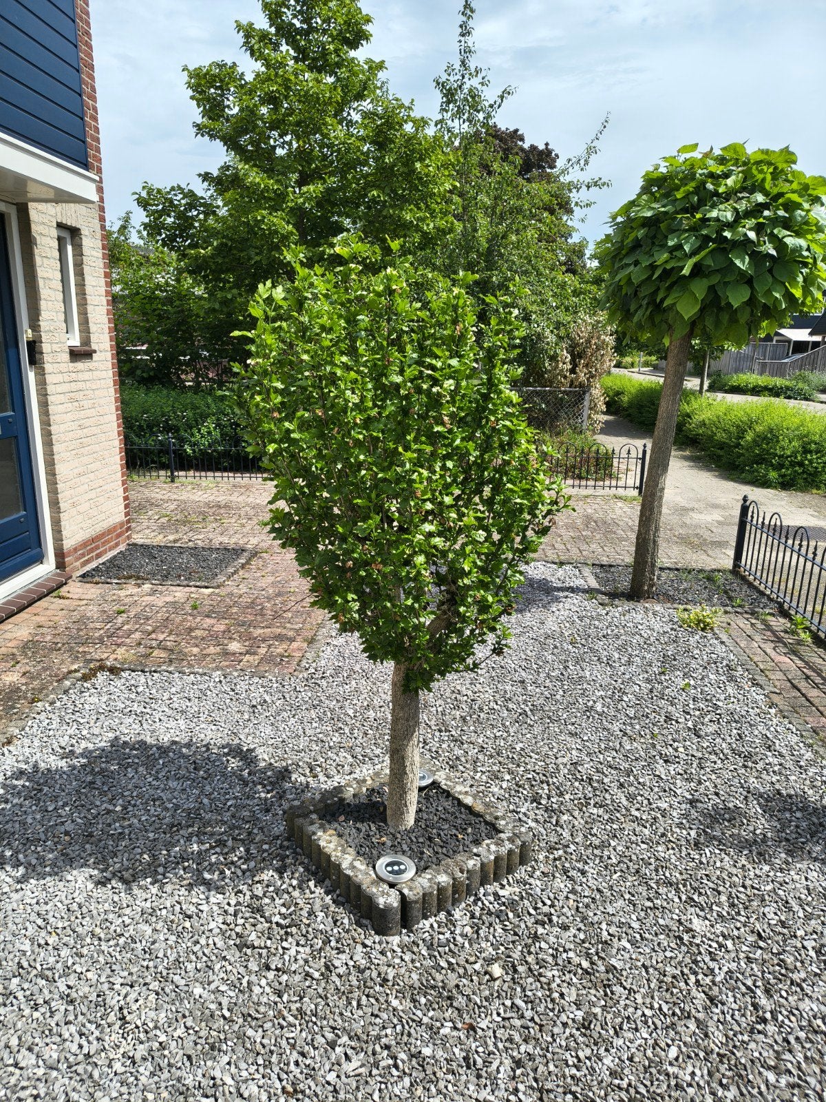 Mooi boompje voor tuin of terras, Tuin en Terras, Planten | Bomen, Ophalen of Verzenden, Lente, 100 tot 250 cm, Volle zon