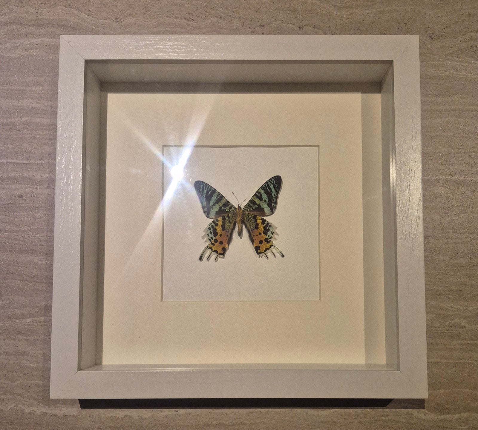 Ingelijste vlinder - Decoratie, Ophalen of Verzenden, Gebruikt, Insect, Opgezet dier