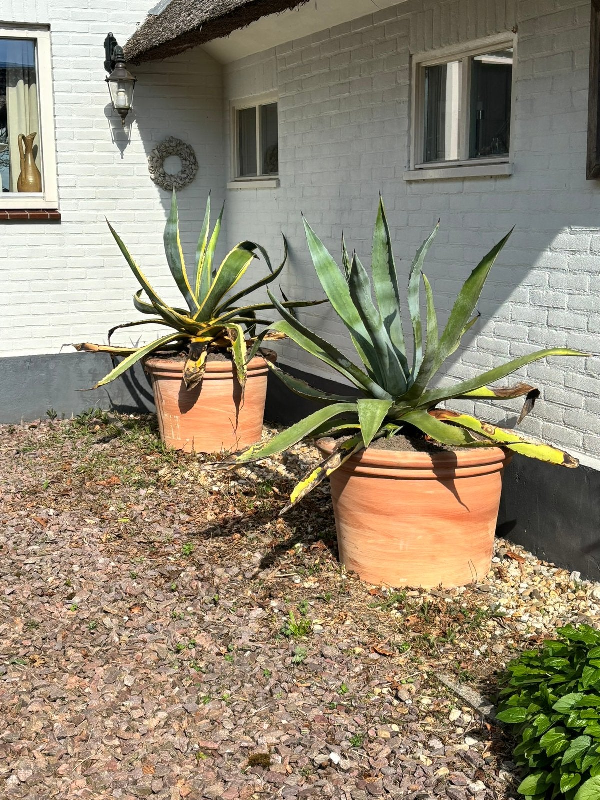 Te koop terracotta potten, Ophalen, 40 cm of meer, Rond, Nieuw