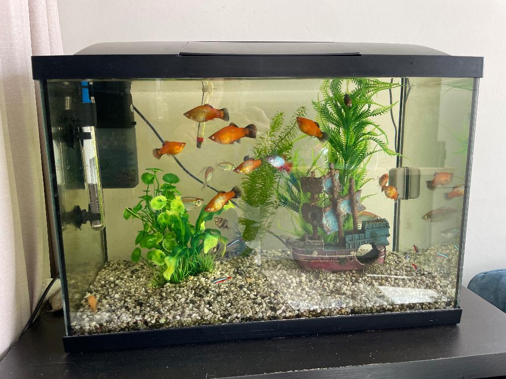 Aquarium, Dieren en Toebehoren, Vis, Zoetwatervis