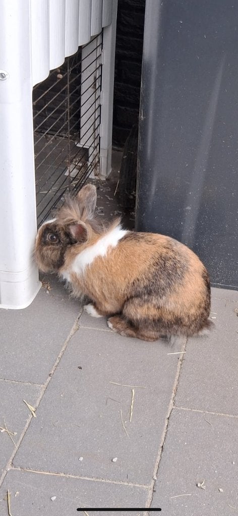 Konijn - voedster, Dieren en Toebehoren, Overige typen, Konijn, Ophalen, Minder dan 60 cm