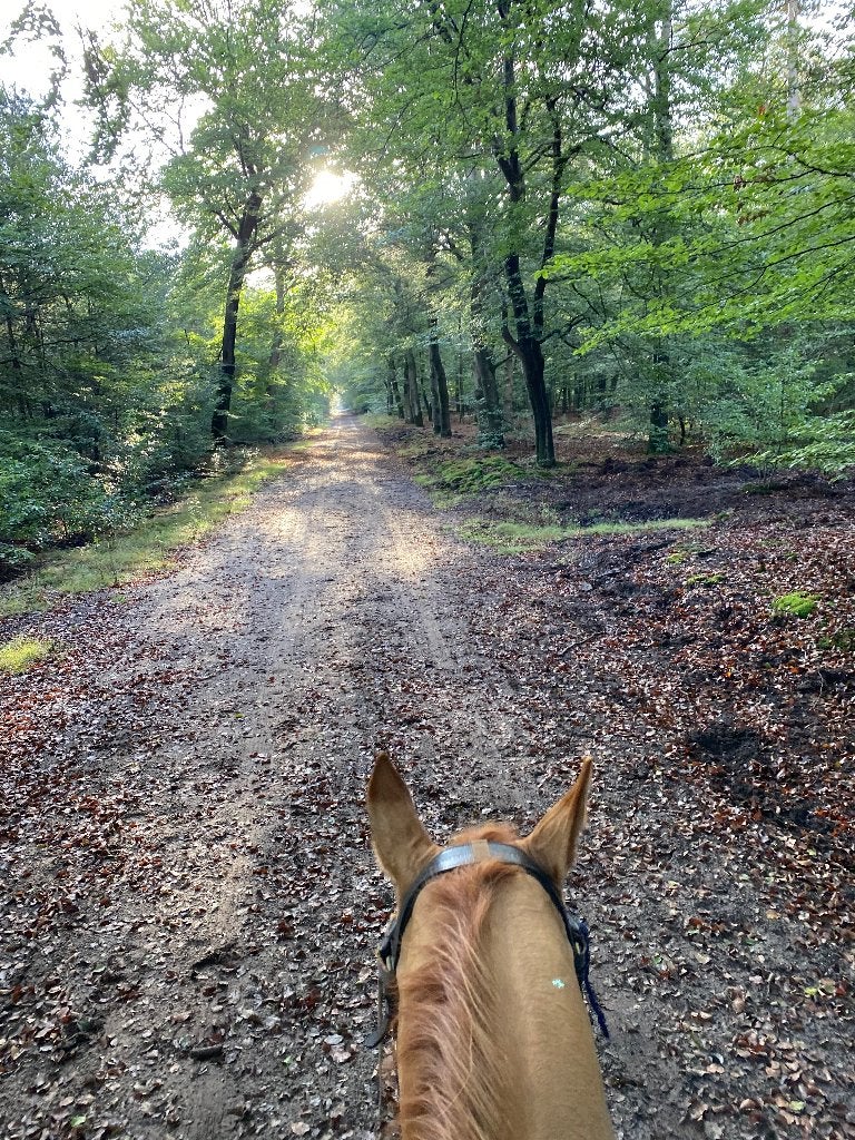 Privé buitenrit, western en dressuur zadel, Paardrijles of Ponykampen