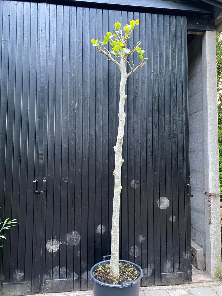 Dakplataan stam 220cm Platanus hispanica, Tuin en Terras, Ophalen, In pot, Volle zon, Overige soorten