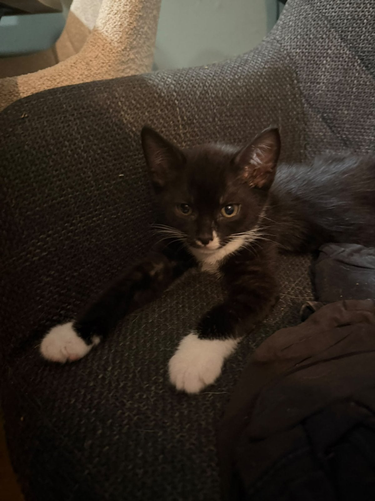 Kittens, Meerdere dieren