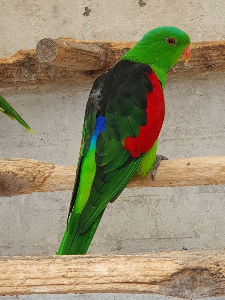 koppel  roodvleugels, Meerdere dieren, Parkiet